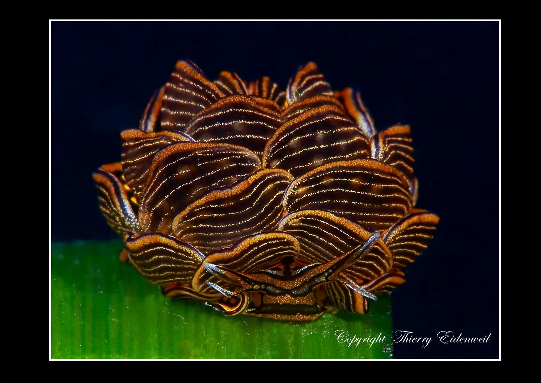 Anilao Macro Dive Media Highlight